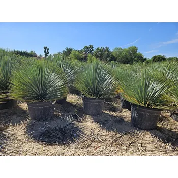 Sazenice Yucca Rostrata 5lt, 10lt, 25lt, 35lt - Rostrata_25lt