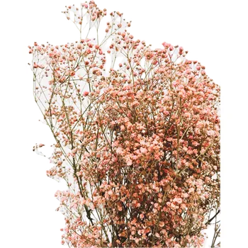 umělá květina Nevěstin závoj/stabilizovaná Gypsophila svazek/kytice růžová 90g-95g