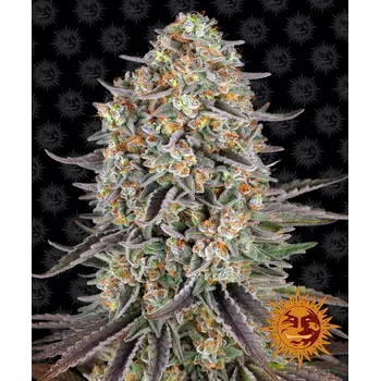 Semeno Barney's Farm Sour Strawberry Balení: 3ks