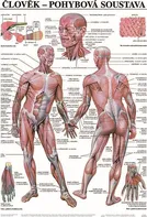 Nakladatelství Scientia Pohybová soustava 67 x 96 cm