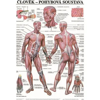 Nakladatelství Scientia Pohybová soustava 67 x 96 cm