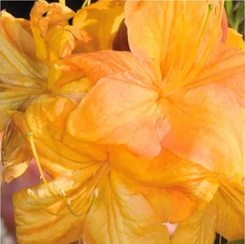 Sazenice AZALKA XXL´KLONDYKE´ kont. 2litry