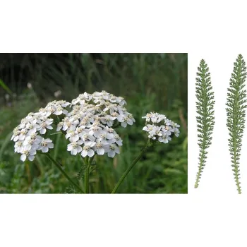 Koření Horňácká farma BIO Sušený řebříček, 8 g