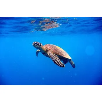 Plakát Plakát, Obraz - Green turtle approaching water surface, Searsie