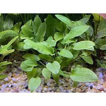 Dekorace do akvária Cryptocoryne wendtii Broad Leaf (IN-VITRO Ø 7 cm)