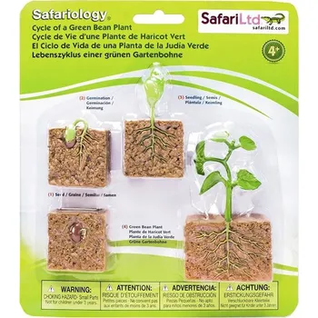 Safari, Životní cyklus - Zelená fazole