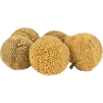 Platanus natural loose 250gr.