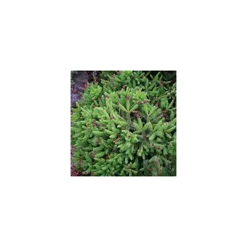 Sazenice Picea abies Acrocona Pusch š 15/20 cm, km 50 cm