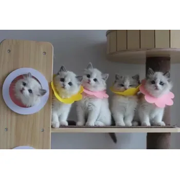 Ochranný límec pro zvířata Měkký pooperační ochranný límec pro mazlíčky – růžový, velikost L