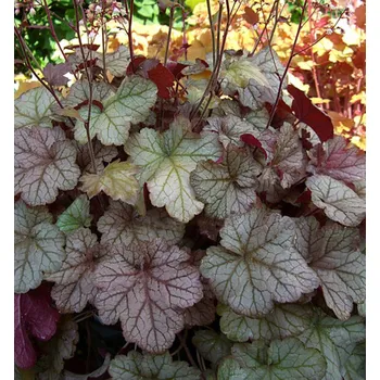 Víno Dlužicha americká ´PINOT GRIS´ kont. 0,5 l