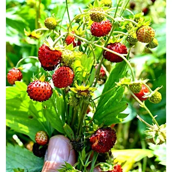 Semeno Jahodník obecný