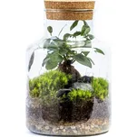 Gardners Skleněná dóza Helenium s korkovým špuntem, 14x20 cm - osázené Ficus Microcarpa Ginseng