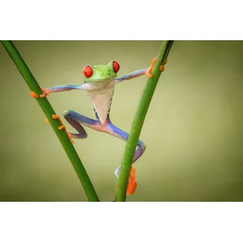 Plakát Plakát, Obraz - Hello, shikhei goh