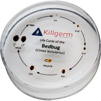 Přípravek proti hmyzu Štěnice v životní velikosti ve všech vývojových stádiích