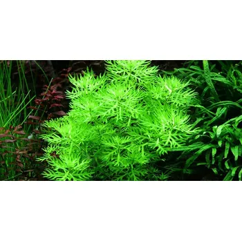 Akvaristika Hottonia inflata (IN-VITRO kelímek Ø 7 cm)