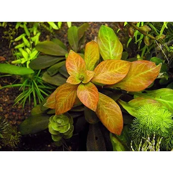 Akvaristika Ludwigia sp. Atlantis (Košíčková Ø 5,5 cm)