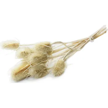 Zahradní dekorace Sušina Cardi palustri x10 bianco-bílá (10-609)