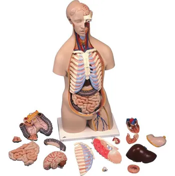 anatomický model 3B Scientific Torzo lidského těla klasické 16 částí