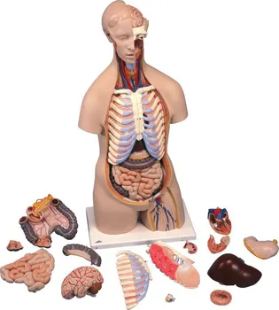 anatomický model 3B Scientific Torzo lidského těla klasické 16 částí