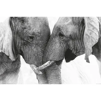 Plakát Plakát, Obraz - Sloni - Touch