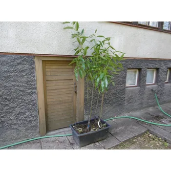 Sazenice školky Francie jedlý kaštan MARSOL 150-200 cm