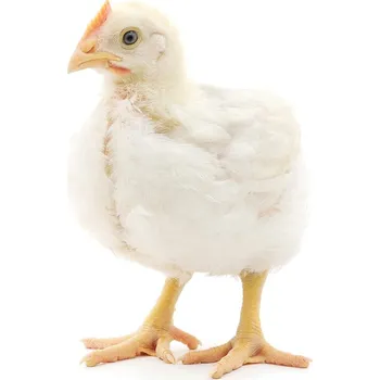 Krmivo pro hospodářské zvíře Afeedmix Kompletní krmivo pro výkrm kuřat BR 2 - 5kg