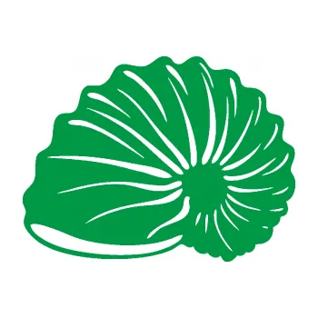 Samolepící dekorace Mušle 002 levá ulita (12 - zelená) SAMOLEPKA NA AUTO, NÁLEPKA, FÓLIE, POLEP, TUNING, VLASTNÍ TEXT, TISK, AUTOSAMOLEPKY.cz, POLEPY, OBRÁZEK, LOGO, 3D STICKERS