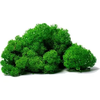 umělá květina Stabilizovaný mech lišejník DELUXE čištěný 4 kg - zelený les (sobí mech )