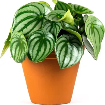 Gardners Peperomia Argyreia, průměr 11-12 cm Peperomie, pepřinec