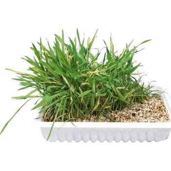 Tráva pro kočku v misce 100g TRIXIE