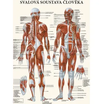 Plakát Svalová soustava člověka, 70 x 48 cm