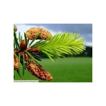 Speciální výživa Sedmikráska bylinný sirup Smrk 500 ml Dýchací systém, imunita, únava, vyčerpání, antioxidant, doplněk stravy