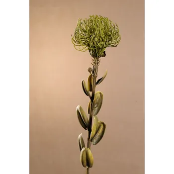 umělá květina Paramit DRY SMALL PROTEA Aranžovací květina zelená 61 cm
