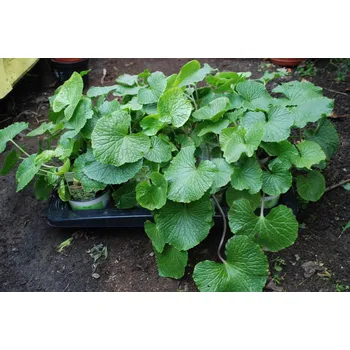 Sazenice Wasabia japonica VASABI