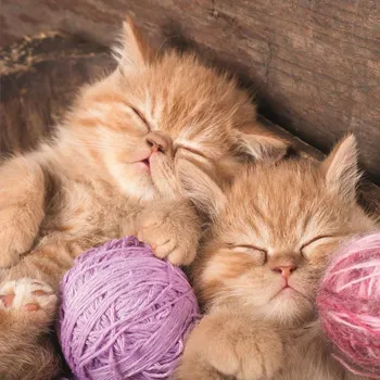 3D přání do obálky-koťata s klubky,1ks