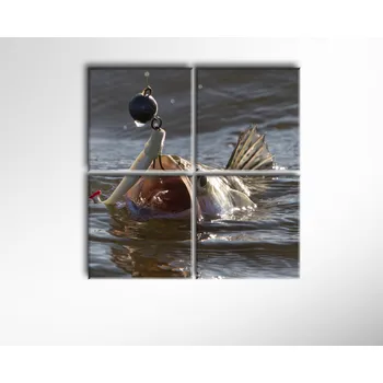 Obraz Malvis ® Obraz Candát obecný ROZMĚR (šířka x výška): čtyřdílný čtverec 80x80 cm