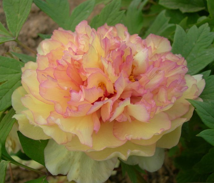 Paeonia sufr. 'Jin Ge'