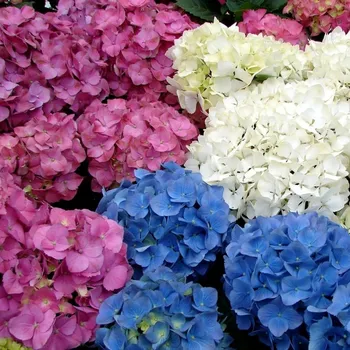 Sazenice Hydrangea macrophylla – MIX v kultivarech