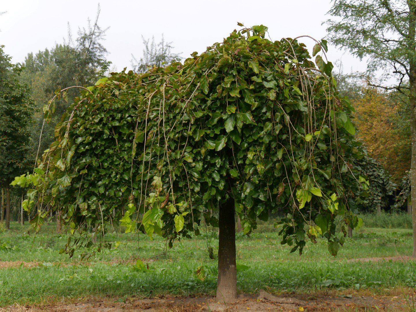 Morus alba ´Pendula´ 180 KM