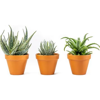 Gardners Aloe mix, průměr 8,5 cm Aloe