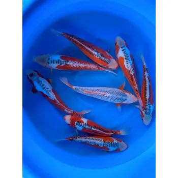 Krmivo pro rybičky HQ Nisai Shusui ... AKC 23MA04