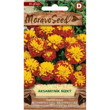 Moravoseed Aksamitník nízký plnokvětý žlutý/hnědý, 30 ks