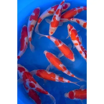 Krmivo pro rybičky Jumbo Kohaku ... JK 23MBH15