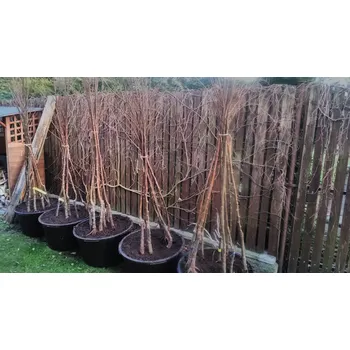 Sazenice školky Itálie jedlý kaštan BOUCHE,,DE BETIZAC,,-výška 150-200 -3 letý roubovanec ( dovoz Itálie) - jedlý kaštan kořeny: prostokořenný