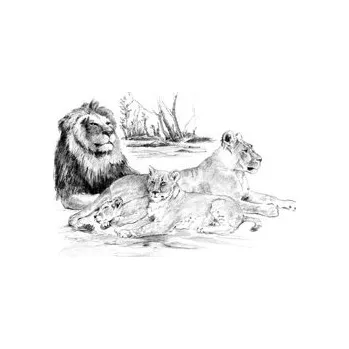 omalovánky Malování SKICOVACÍMI TUŽKAMI - Lví smečka