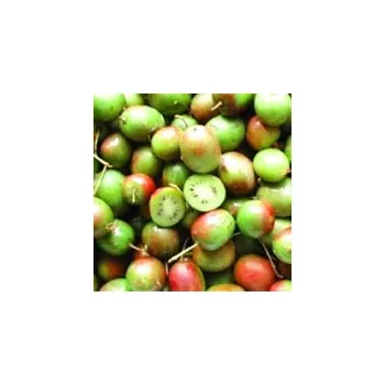 Sazenice KIWI SAMOSPRAŠNÉ Actinidia arguta 'Issai'