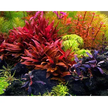 Akvaristika Alternanthera reineckii (IN-VITRO kelímek Ø 7 cm)