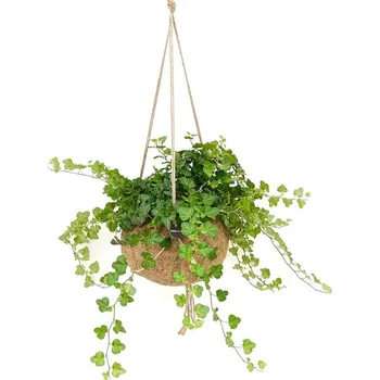 Hedera helix (S) Břečťan popínavý