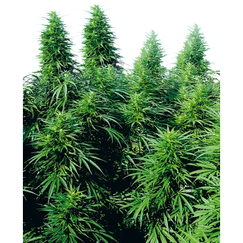 Semeno Sensi Seeds Ruderalis Skunk regular 10ks