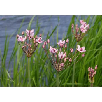 Sazenice Butomus umbellatus